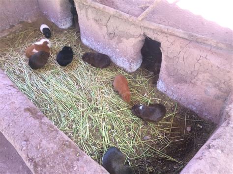 Guinea pig at a zoo in Peru : r/mildlyinteresting