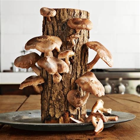 The 8 Best Mushroom Growing Kits and Logs of 2023 | [Updated]