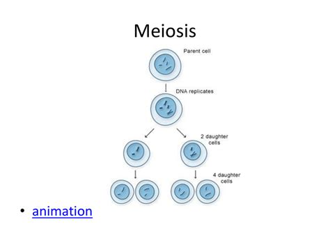 Meiosis