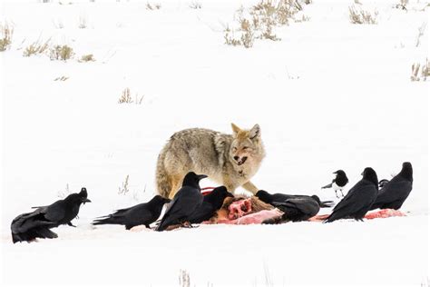 The wildlife of Yellowstone National Park in winter – Kevin Lisota Photography