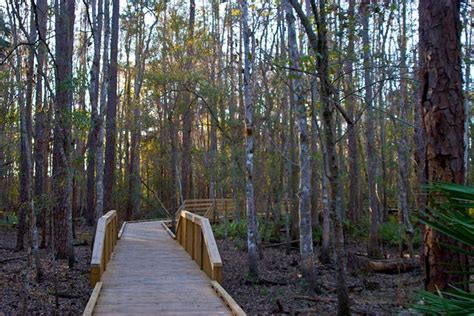 a wooden bridge in the middle of a forest