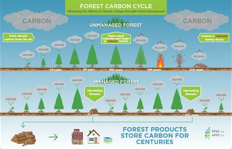 Buy Carbon Offsets To Conserve Forests Carbon Tanzania