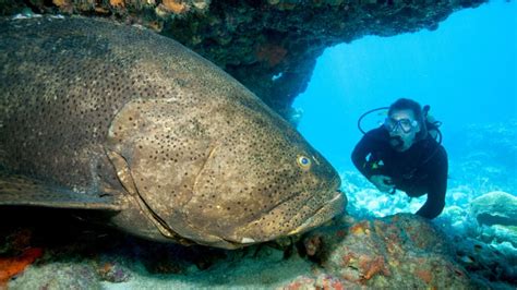 Can You Eat Goliath Grouper and How Does It Taste? - American Oceans