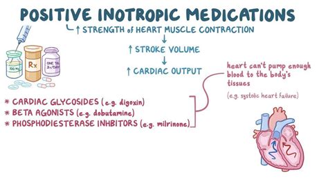 Positive inotropic medications: Video & Anatomy | Osmosis