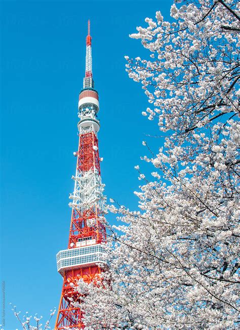 "Cherry Blossoms And Tokyo Tower" by Stocksy Contributor "Leslie Taylor ...