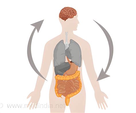 Gut Fungi Influence Social Behavior Through Brain Signals