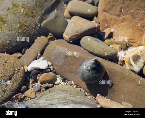 Common Edible periwinkle, Littorina littorea, in a rockpool, Cornwall, UK Stock Photo - Alamy