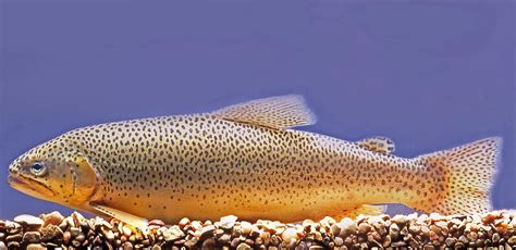 The Apache Trout is Arizona's Official State Fish