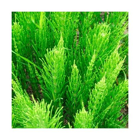 Prêle Herb Séché 450g. dEstonie