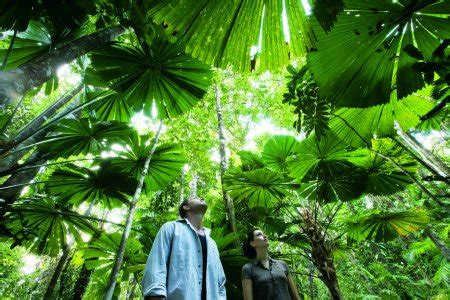 Cairns Attractions | Daintree Rainforest Tours Attractions