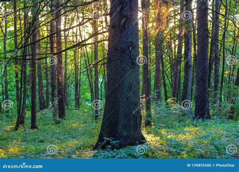 Fir park at sunset stock image. Image of healing, colorful - 139855585