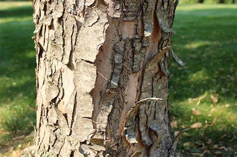 How to Identify and Treat Maple Bark Diseases and Afflictions