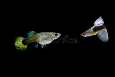 Guppy fish in the aquarium stock photo. Image of fresh - 127179646