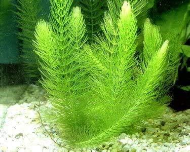 Amazon.com: Hornwort Bunch - | Ceratophyllum Demersum - Beginner ...