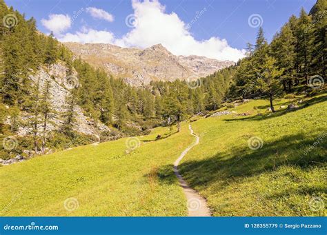 Hiking Pathway in a Forest in the Valley of Gressoney Near Monte Rosa Stock Image - Image of ...