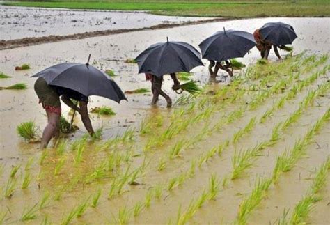 Monsoon finally reaches Kerala, Lakshadweep- Business News