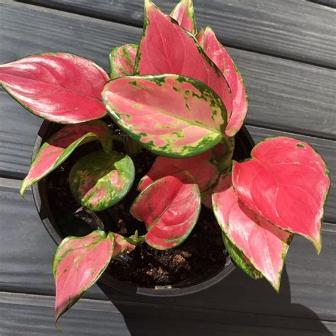 Aglaonema 'Pink Dalmatian ; syn. Aglaonema commutatum 'Pink Dalmatian', Chinese Evergreen 'Pink ...