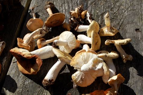 Savvy Housekeeping » Mushroom Foraging