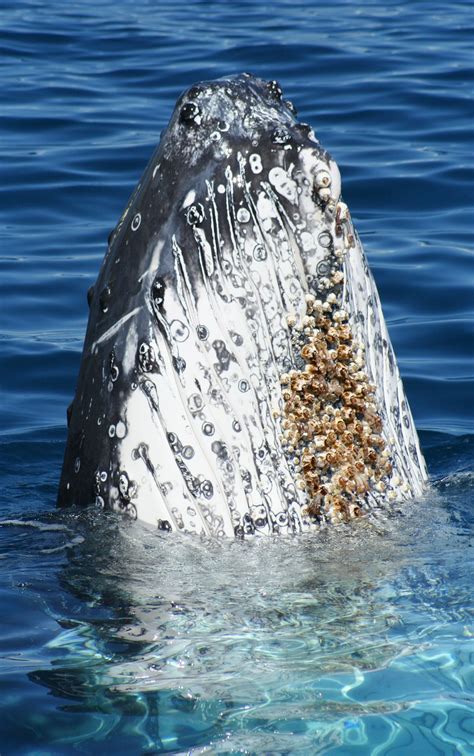 FOSSIL HUNTRESS: USING BARNACLES TO TRACK ANCIENT WHALES