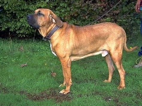 Dog Blog Dog Breed: Fila Brasileiro Dog Breed Pictures