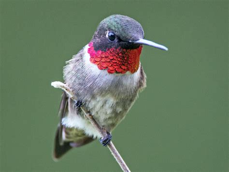 16 Species of Hummingbirds in Florida (with Pictures) - Animal Hype