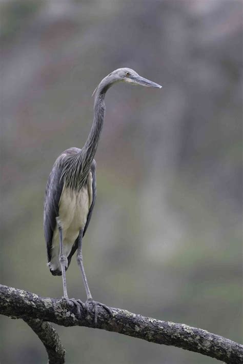 In Bhutan, the world’s rarest heron is on the brink of extinction