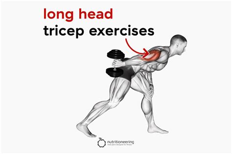 Bicep And Tricep Workouts For Mass | EOUA Blog