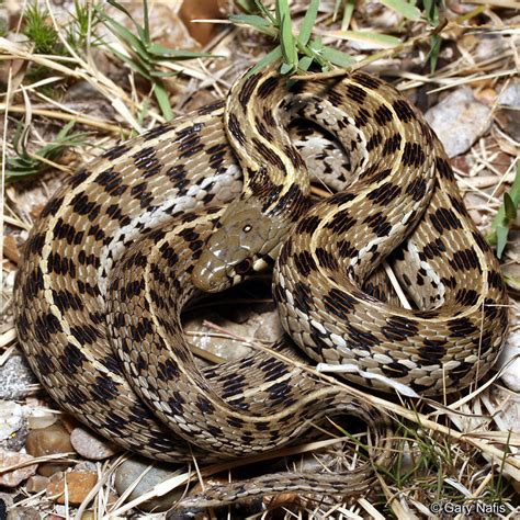 Brown Garter Snake Texas : Plains Gartersnake Thamnophis Radix Amphibians And Reptiles Of South ...