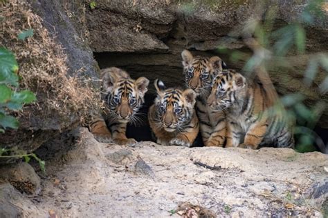 Photographer Captures the Rare Moment Newborn Tiger Cubs Emerge From a ...
