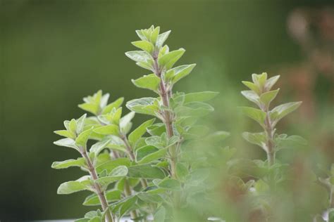 Oregano Oil Benefits for Infections, Fungus & Even the Common Cold