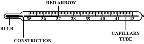 Labeled Diagram Of A Thermometer