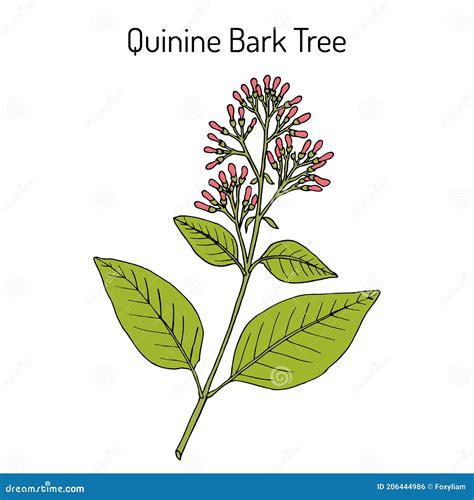 Cinchona Officinalis Aka Quinine Or Jesuit Bark Sketch. Vector Illustration | CartoonDealer.com ...