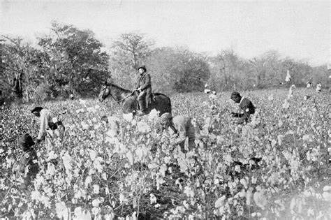 Image - PSM V54 D025 Cotton field in mississippi.jpg | Alternative History | FANDOM powered by Wikia