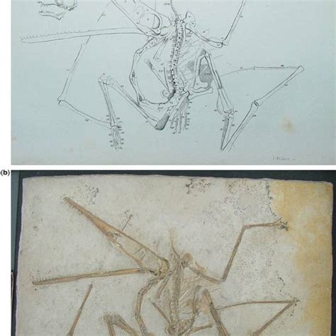 Pterosaur wingspan plotted against time. The impression that pterosaur... | Download Scientific ...