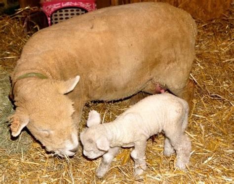 17 Best images about Babydoll Sheep on Pinterest | Wool, First time moms and He is