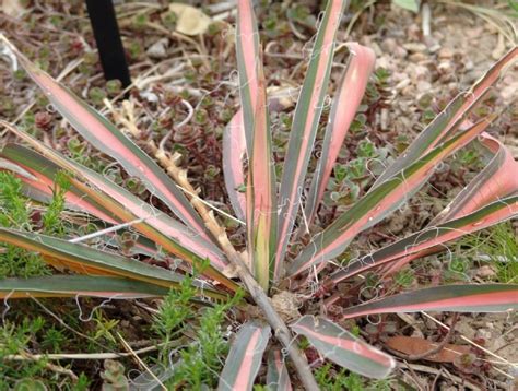 Adam's needle (Yucca filamentosa Color Guard) Growing & Care Guide for ...