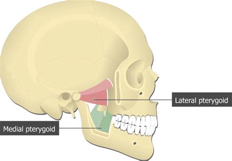 Medial Pterygoid Muscle - Attachments, Actions & Innervation | GetBodySmart