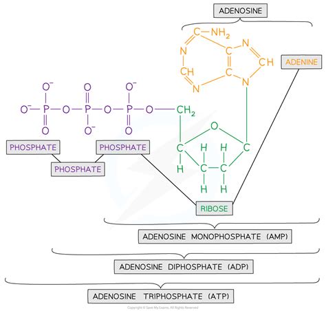 CIE A Level Biology复习笔记12.1.2 ATP-翰林国际教育