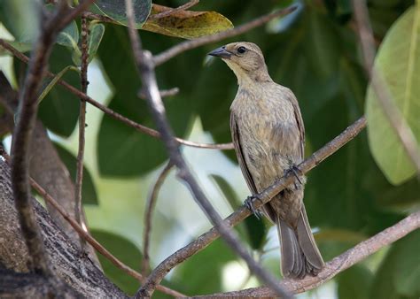 Shiny Cowbird, female. Denny Swaby. eBird Checklist – Agriculture Grounds, Bodden Town, KY – Wed ...