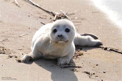 Yield to Wildlife on Your Summer Beach Trip • The National Wildlife Federation Blog : The ...