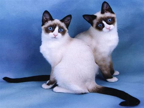 The Rare Snowshoe Cat & Its Unique Characteristics | Pouted.com