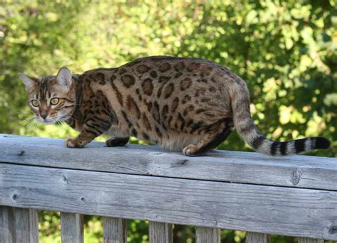 Bengal Cat Progression: Growth Chart, Milestones, and Care Tips - A-Z ...