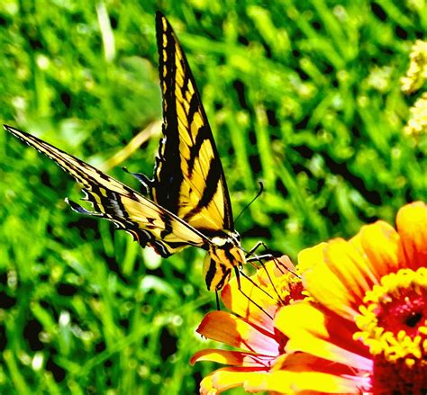 Yellow Butterfly on a garden flower Photograph by Amy McDaniel - Fine Art America