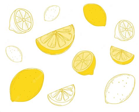 Premium Vector | Lemon black line drawn on a white background. vector ...