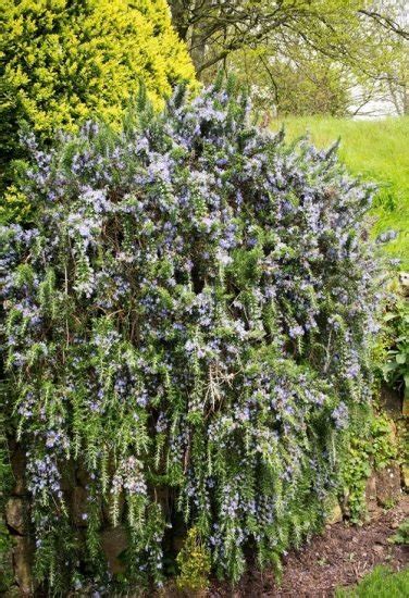 8 Best Creeping Rosemary Varieties