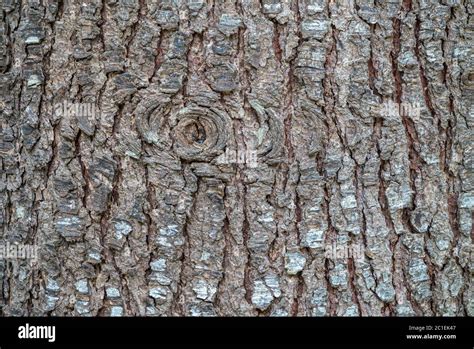 Bark of pine tree. The texture of spruce bark. Seamless tree bark background. Brown texture of ...