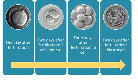 Steps in the IVF Process - IVF Center in Louisiana Fertility Answers