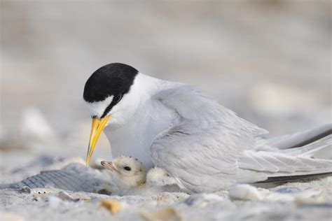 Least Tern | Audubon Texas