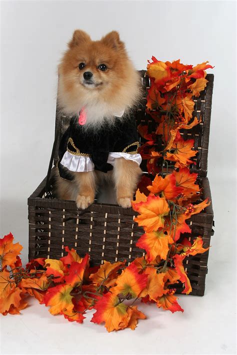 Halloween Pomeranian Dog Costume #pomeranianworld | Pomeranian puppy, Pomeranian dog, I love dogs