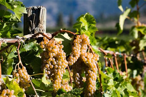 A Beginner's Guide to Hybrid Grapes | Wine Enthusiast